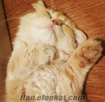 8 aylık saf İran kedisi çok uygun fiyata