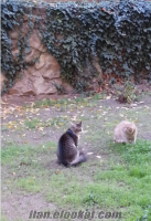 Ankara Bahçelievlerde kayıp kedi