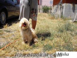 şirin Yesil gozlu terrier