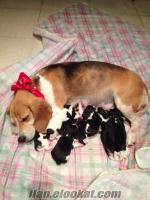 takaslı beagle yavruları