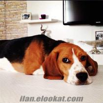 elizabeth beagle(av köpeği) ANTALYA'da
