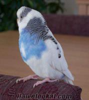 jumbo- hollanda muhabbet kuşu yavrusu aranıyor ! istanbul