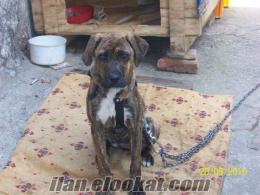 izmir'de acil olarak satılık boxer ve mastiff kırması mükemmel bir köpek