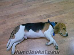 kayıp beagle av köpeği