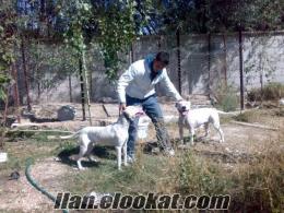İç Anadolu Niğdede satılık erkek köpek