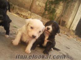 portekiz su köpeği Kahramanmaraşta sahibinden satılık köpek yavrusu
