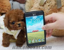 TOY POODLE MICRO YAVRU