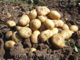 tohumluk patates sandıklı satlık sertifikalı tohumluk patates