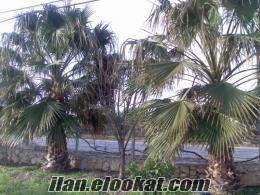 adanada satılık palmiye ağacı