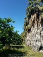 Satılık Palmiye Ağacı