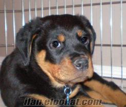 mersinden satılık saf rottweiler 07.05.2009 doğumlu.pazarlık payı vardır