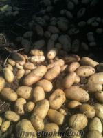 Satılık Patates (AGRİA) Kışlık