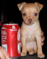 Kahverengi 60 günlük Chihuahua yavrusu!!!