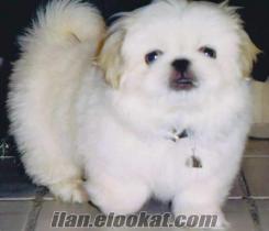 350 TL'YE MALTESE, pekinez, YORKSHİRE, SPİTZ