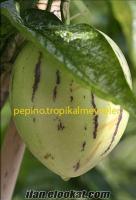 pepino fidanı Pepino Fidanı, Fidesi ve Meyvesi Satılmaktadır.
