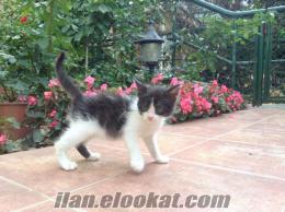 İstanbul 2 Aylık Uzun Tüylü Siyah Beyaz Yavru Dişi Kedi, İstanbul