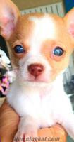 chihuahua mavi gözlü nadir bir köpek