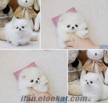 BEYAZ POMERANIAN TEACUP YAVRU