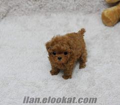 POODLE TOY SIZE SAFKAN YAVRU