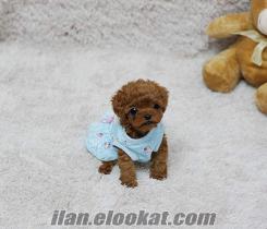 POODLE ÇİKOLATA RENK TOY SIZE YAVRU