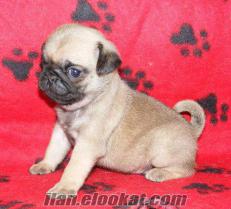 SEVİMLİ MOPS ( PUG ) YAVRULAR