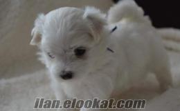 0 NUMARA MALTESE TERRIER