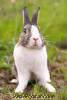Tavşan Eti, Damızlık (Anaç) Pet'ler için Renkli Yavru Tavşan Satışlarımız Başl
