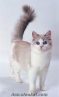 Ömür boyu bakabileceğim Ankara kedisi, Ragamuffin cinsi bir yavru kedi arıyorum