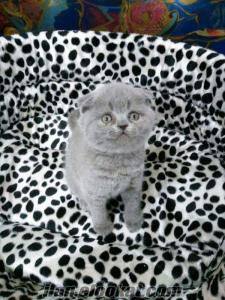 amerikan shorthair scottısh fold kedi