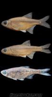 gaziantep akvaryum super akvaryum balığı yeni !! "Alburnoides recepi"