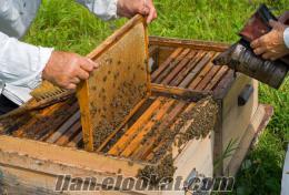 çankırıda sahibinden satılık arılar