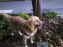 kocaeli izmitte sahibinden satılık american golden retriver köpeği