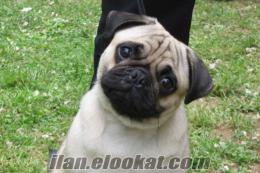 300 350 TL YE PUG KÖPEK ARIYORUM