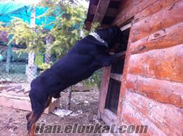 İri yapılı Rottweiler