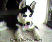 SAHİBİNDEN SAFKAN HUSKY