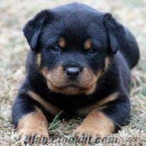 macar rottweıler yavruları (mama karsılıgı sahıpendırılır)