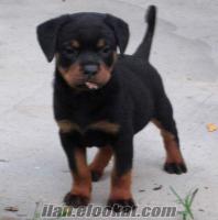 Rottweiler Yavruları KOCAELİ KÖRFEZ