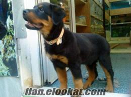 ithal Rottweiler yavrulari