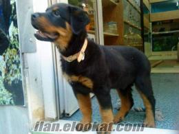 Rottweiler yavrulari siyah kahve