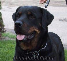 Adıyamanda Satılık Rottweiler..!