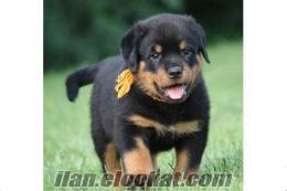 Ankaradan 2 buçuk aylık safkan rottweiler