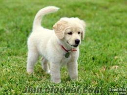 ücretsiz golden cinsi yavru köpek istanbuldan ücretsiz ve ya belli bi ücret karşılığında süs köpeği istiyorum.