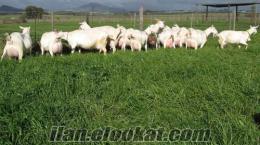 süt keçilerinin fiyatları saanen keçisi, saanen keçi fiyatları, saanen keçi çiftliği