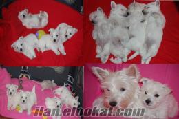 West highland white terrier yavruları Westie satılık