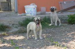 KANGAL YAVRULARI VİDEO YU MUTLAKA İZLEYİN GERÇEK KANGAL ENİKLERİ SAHİBİNDEN