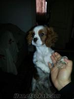 cavalier king charles