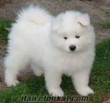 ÜRETİM ÇİFTLİGİMİZDEN SATILIK SAMOYED YAVRULARIMIZ