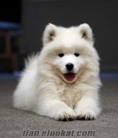 HAS DİŞİ SAMOYED 5 AYLIK ASILARI TAM ACILLL