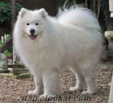 Derincede satilik samoyed