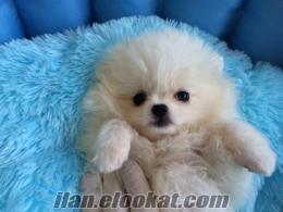 SATILIK BEYAZ BOO DOG POMERANİAN YAVRUSU